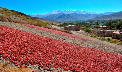 Mantos de pimientos rojos bajo el sol • Cachi, Salta - Argentina
