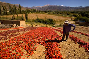 Hostal de las Tinajas - Cachi: Mantos de pimientos rojos bajo el sol